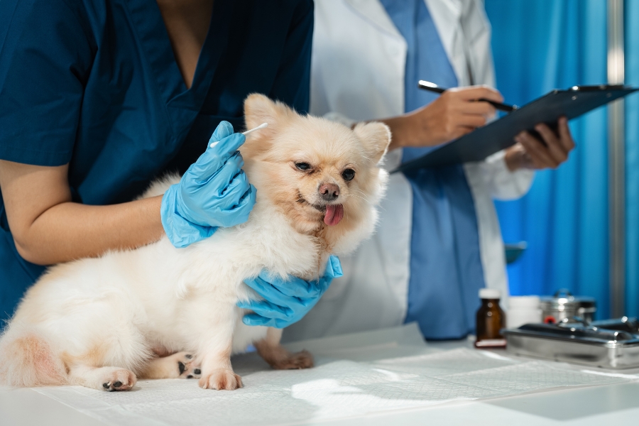 Why Are Regular Veterinary Checkups Important?
