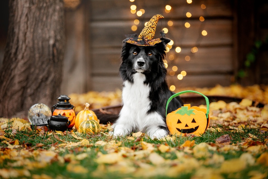 halloween-face-paint-safety-for-dogs-and-cats