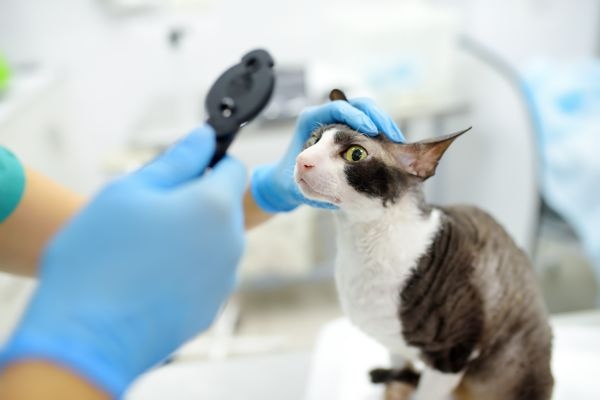 sudden-vision-loss-in-dogs-and-cats
